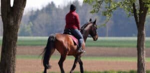 horse riding accident header background