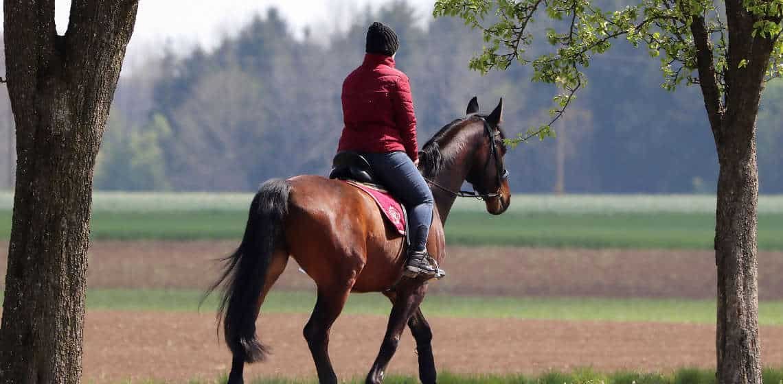 horse riding accident header background