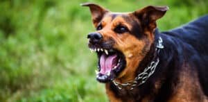 dog bite compensation header image