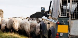 animal injury claims